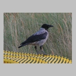Corvus corone cornix - Nebelkraehe rueg 01.jpg